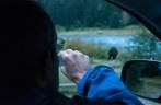 Filmando urso em Haines, no sudeste do Alaska